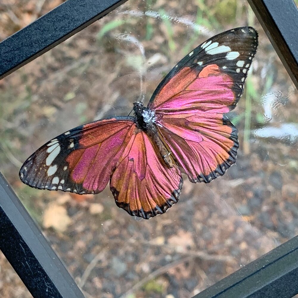 Sugarlight Real Butterfly - Picture 4 of 10